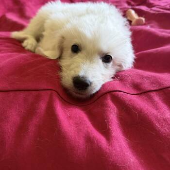 Bubbles and Harry -  Maremma Sheepdog and Great Pyrenees Dog for Adoption in Pilot Point, Texas - Bubbles And Harry | PetCurious