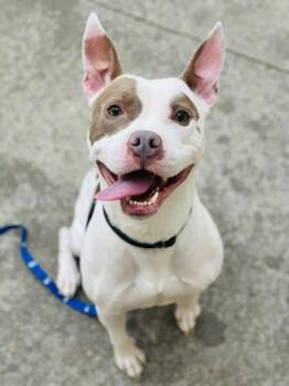 Mixed Breed Dogs Available for Adoption - Dimitri (Slurpee) | PetCurious