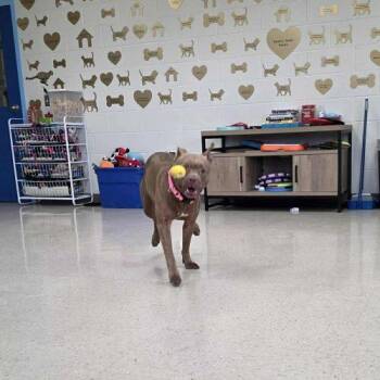 Pit Bull Terrier Dogs Available for Adoption in Burlington, Iowa - Bella | PetCurious