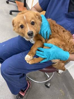 Pomeranian and Chow Chow Dogs Available for Adoption - JACK | PetCurious