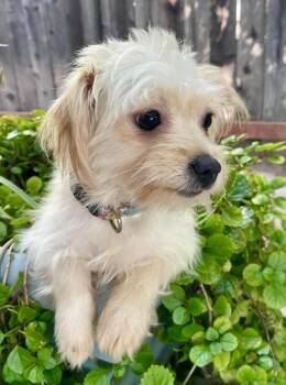 Maltese and Yorkshire Terrier Dogs Available for Adoption in Los Angeles, California - Teena | PetCurious