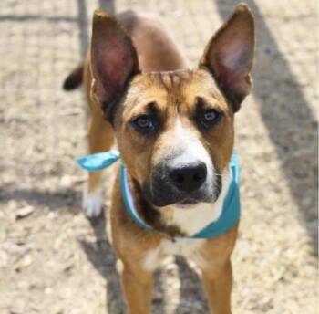 Rescue Shepherd and Cattle Dog Dogs for Adoption in Sadler, Texas - Johnny | PetCurious