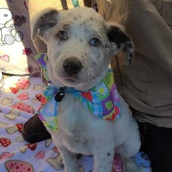 Australian Shepherd Dogs Available for Adoption - Cupid | PetCurious