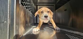 American Staffordshire Terrier and Mixed Breed Dogs Available for Adoption - DAZZLE | PetCurious