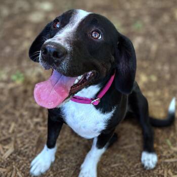 Calla -  Beagle and Hound Dog for Adoption in Boerne, Texas - Calla | PetCurious