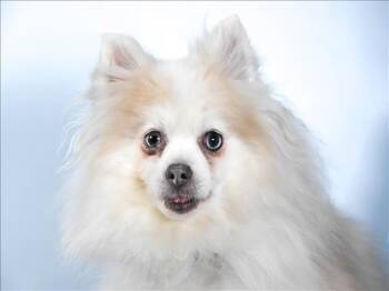 INDIGO -  Pomeranian Dog for Adoption in Loveland, Colorado - INDIGO | PetCurious