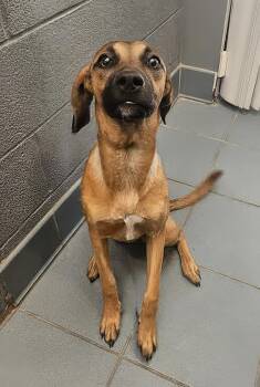 Bonsai -  Mixed Breed Dog for Adoption in Nashville, Tennessee - Bonsai | PetCurious