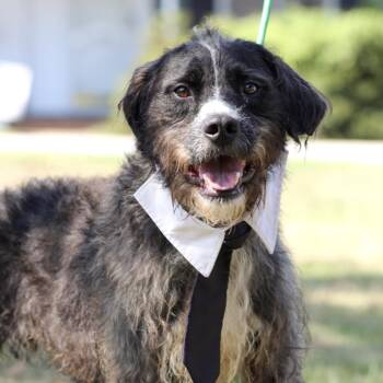Haha -  Terrier Dog for Adoption in Columbia, South Carolina - Haha | PetCurious