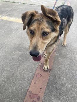 Mixed Breed Dogs Available for Adoption in Dallas, Texas - CLEVELAND | PetCurious