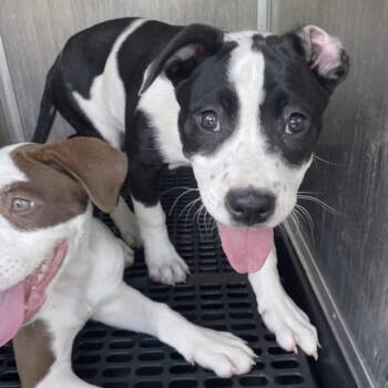 Tuna -  Mixed Breed Dog for Adoption in Springboro, Ohio - Tuna | PetCurious