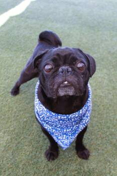 Yondu -  Pug Dog for Adoption in Gardena, California - Yondu | PetCurious
