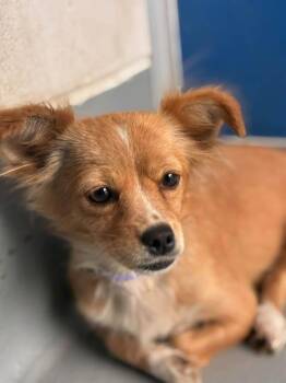 A256045 -  Chihuahua and Mixed Breed Dog for Adoption in Visalia, California - A256045 | PetCurious