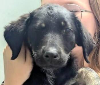 Cricket -  Shepherd and Mixed Breed Dog for Adoption in Morristown, New Jersey - Cricket | PetCurious