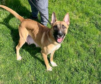 Belgian Shepherd Malinois Dogs Available for Adoption in Ajax, Ontario - RUBY (FOSTER OR FOSTER TO ADOPT) | PetCurious