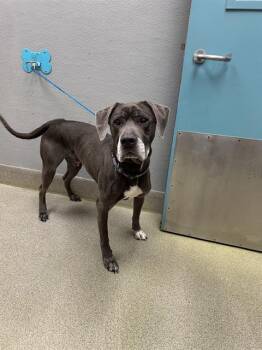 Great Dane and Mixed Breed Dogs Available for Adoption in Las Vegas, Nevada - KEKOA | PetCurious