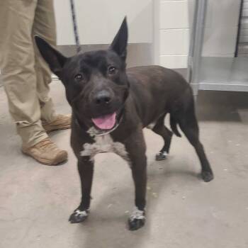 Rescue Pit Bull Terrier Dogs for Adoption in Apache Junction, Arizona - Leo | PetCurious