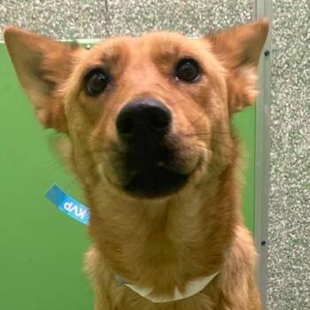 Rescue Golden Retriever Dogs for Adoption in Calverton, New York - Rau | PetCurious