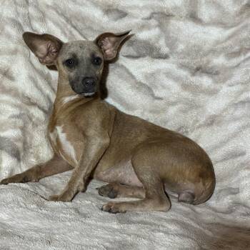 Georgina -  Chihuahua Dog for Adoption in Pelham, New Hampshire - Georgina | PetCurious