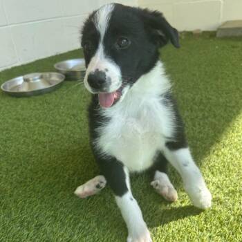 Mixed Breed Dogs Available for Adoption in Loxahatchee Groves, Florida - INDI   8141 | PetCurious