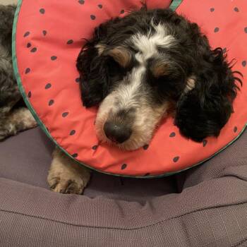 Wyla (fka Willa) -  Bernese Mountain Dog and Miniature Poodle Dog for Adoption in Sinking Spring, Pennsylvania - Wyla (fka Willa) | PetCurious