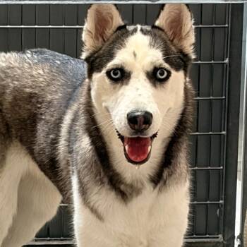Kloe -  Husky Dog for Adoption in Murray, Utah - Kloe | PetCurious