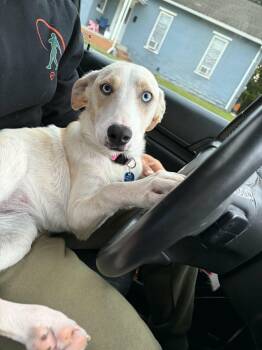 Soleil -  Labrador Retriever and Mixed Breed Dog for Adoption in Cedar Rapids, Iowa - Soleil | PetCurious