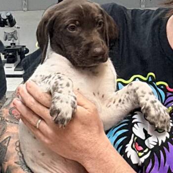 Jack -  German Shorthaired Pointer Dog for Adoption in Newark, New Jersey - Jack | PetCurious