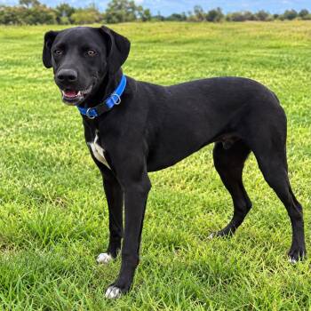 JOJO (Adorable, Fun, Friendly, Social, Affectionate, Loves Water -  Labrador Retriever and Catahoula Leopard Dog Dog for Adoption in Houston, Texas - JOJO (Adorable, Fun, Friendly, Social, Affectionate, Loves Water | PetCurious