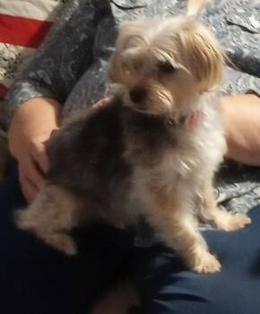 Bella -  Yorkshire Terrier and Maltese Dog for Adoption in Cincinnati, Ohio - Bella | PetCurious