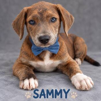 Sammy -  Hound Dog for Adoption in Lucas, Texas - Sammy | PetCurious