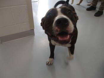 A390653 -  Pit Bull Terrier Dog for Adoption in Ocala, Florida - A390653 | PetCurious
