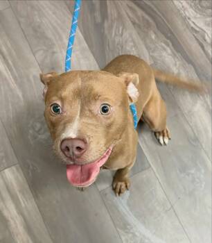 Pit Bull Terrier Dogs Available for Adoption - Cherry Bomb | PetCurious