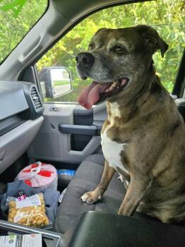 Wilma -  Mixed Breed Dog for Adoption in Princeton, Indiana - Wilma | PetCurious