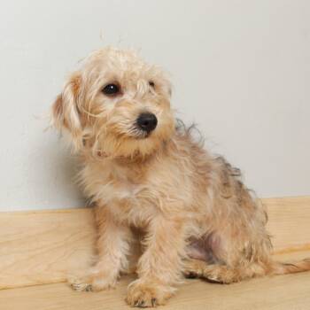 Starship D69833 -  Shih Tzu and Bichon Frise Dog for Adoption in Minnetonka, Minnesota - Starship D69833 | PetCurious