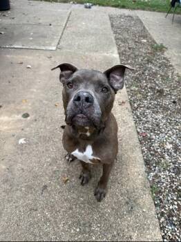 Rescue Pit Bull Terrier Dogs for Adoption in Holland, Michigan - Blue | PetCurious