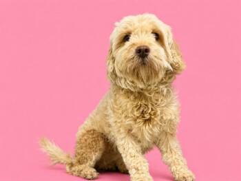 LOTUS -  Labrador Retriever and Poodle Dog for Adoption in Doral, Florida - LOTUS | PetCurious
