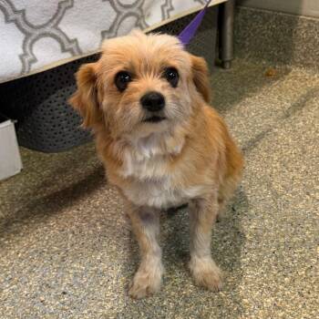 IVHS-Stray-140402 -  Terrier Dog for Adoption in San Gabriel, California - IVHS-Stray-140402 | PetCurious