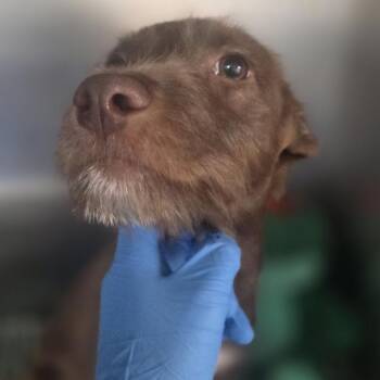 Ajay -  Mixed Breed Dog for Adoption in Philadelphia, Pennsylvania - Ajay | PetCurious