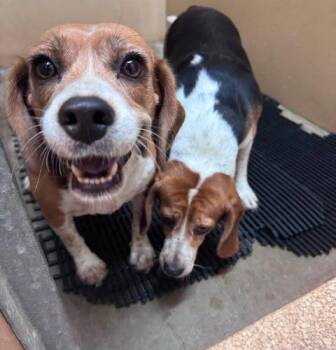 Starburst -  Beagle Dog for Adoption in Kent, Washington - Starburst | PetCurious