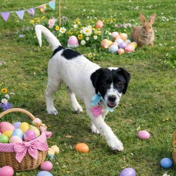 Border Collie and Labrador Retriever Dogs Available for Adoption - ELSIE | PetCurious