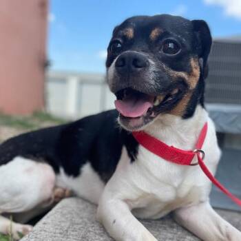 Rescue Terrier and Pug Dogs for Adoption in Wimberley, Texas - Pesto | PetCurious