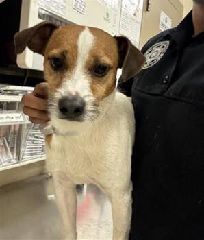 Rat Terrier and Mixed Breed Dogs Available for Adoption in Conroe, Texas - A427170 | PetCurious