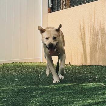 Bay -  Yellow Labrador Retriever and None Dog for Adoption - Bay | PetCurious
