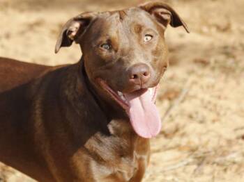 STAR -  Labrador Retriever and Mixed Breed Dog for Adoption in Tallahassee, Florida - STAR | PetCurious