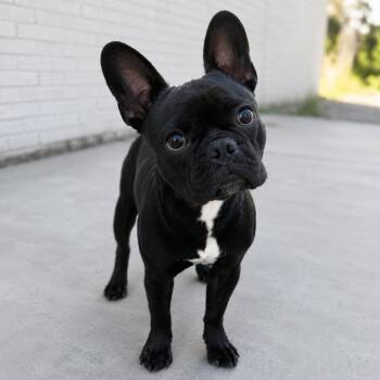 Baxter -  French Bulldog and Boston Terrier Dog for Adoption in Sonoma, California - Baxter | PetCurious