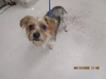 Cloudy (317) -  Yorkshire Terrier Dog for Adoption in Marietta, Georgia - Cloudy (317) | PetCurious