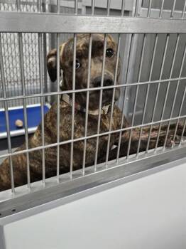 ASHTON -  Pit Bull Terrier Dog for Adoption in Norfolk, Virginia - ASHTON | PetCurious
