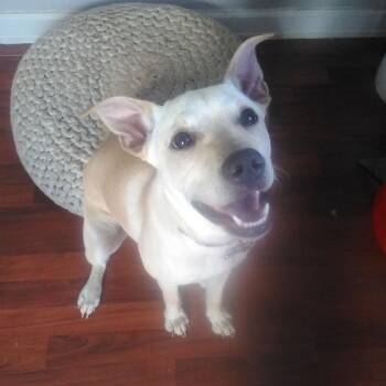 Scotty -  Mixed Breed Dog for Adoption in Houston, Texas - Scotty | PetCurious