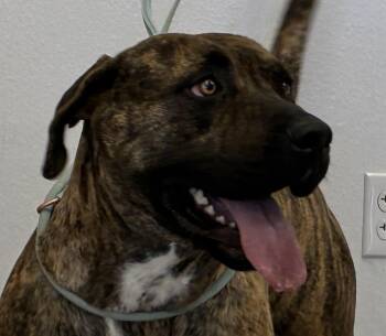 Mastiff Dogs Available for Adoption - Shira | PetCurious