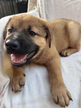 Cleopatra "Cleo" -  German Shepherd Dog and Labrador Retriever Dog for Adoption in Liverpool, Texas - Cleopatra "Cleo" | PetCurious
